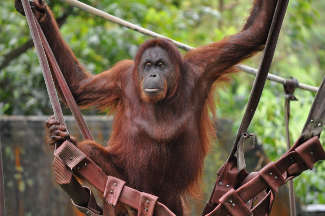 5 Sebab Kenapa  Anda Wajib Lawati Zoo Negara Hari Ini