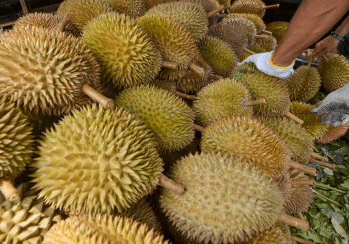 cara tanam pokok durian
