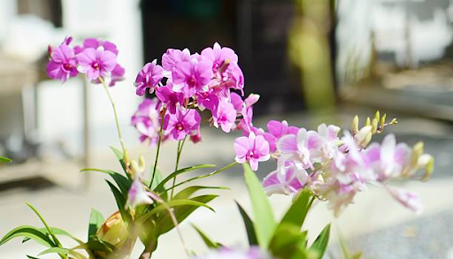 baja orkid