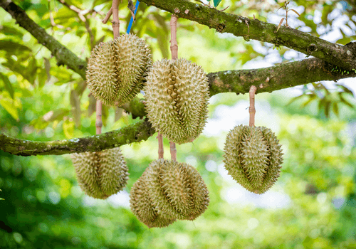Cara Membaja Pokok Durian Dewasa