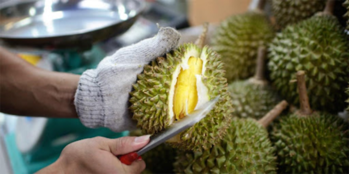 Cara Membaja Pokok Durian Dewasa