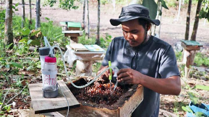 madu kelulut